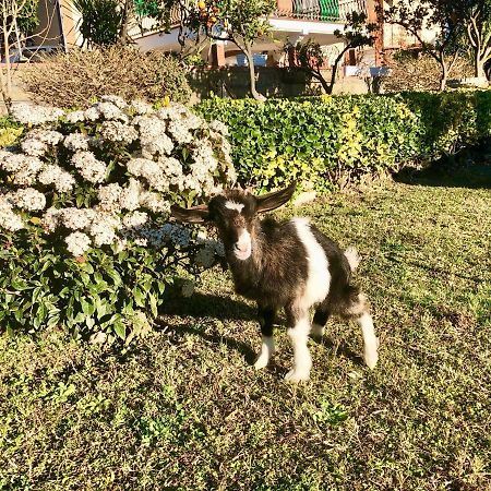 B&B Annetta Ερκολάνο Εξωτερικό φωτογραφία